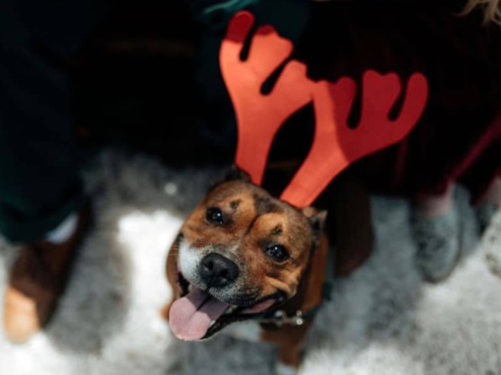 First Christmas with her forever fam. Submitted by Aimee Kinder.