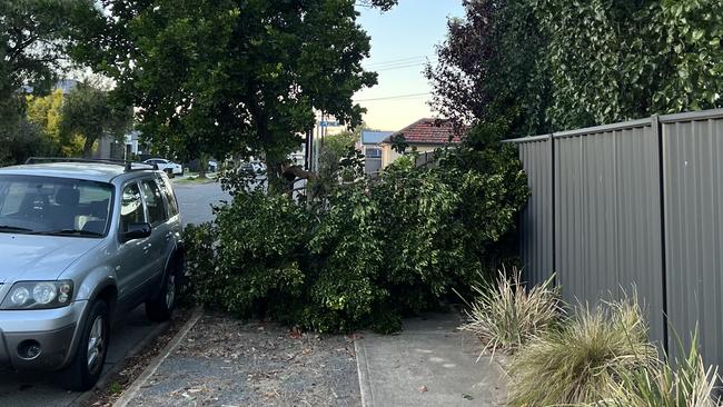 The strong winds weren’t just confined to Adelaide’s east. A fallen tree blocks a footpath at Warradale.