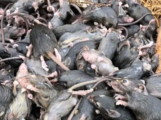 The mouse plague keeps expanding in NSW.