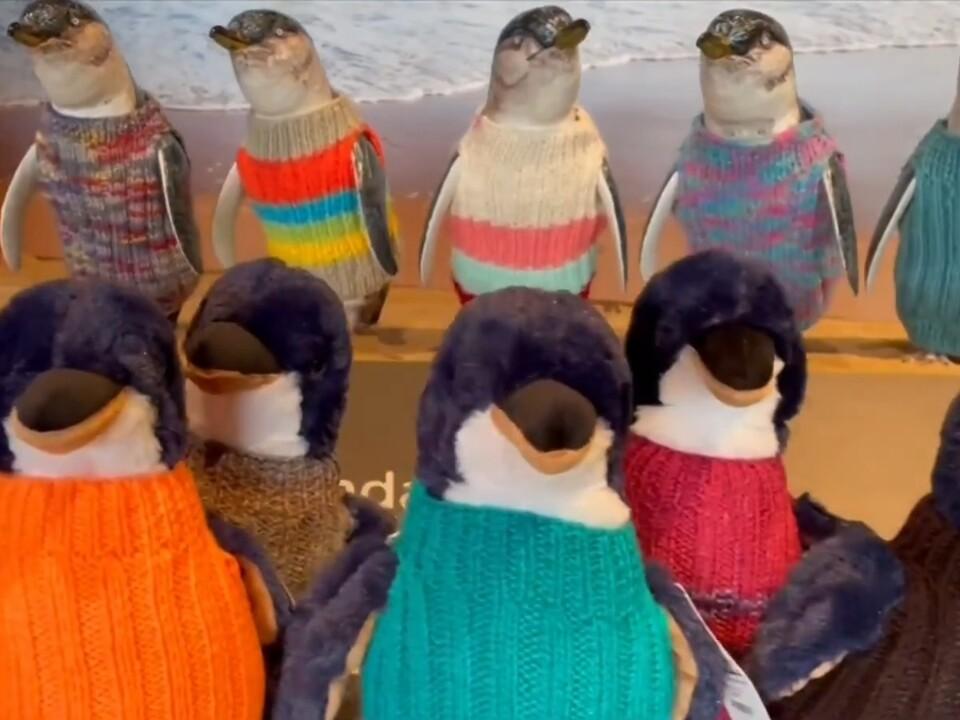 Knitted jumpers helping little penguins