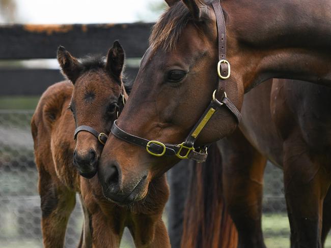 Winx and her foal Our hearts are so full to see Winx and her baby together as one. Winx was the ultimate on the track but to see her as a mother she is even more impressive - by her filly’s side showing her love and guidance from the minute she took her first breath. This is what we have all been waiting for - Winx and her Baby.  MUST CREDIT WINX OWNERSHIP GROUP