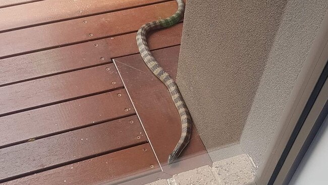 A tiger snake outside a house where a cat was bitten in South Morang.