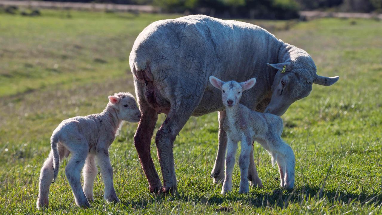 Lamb Fat - The Maker's Meadow