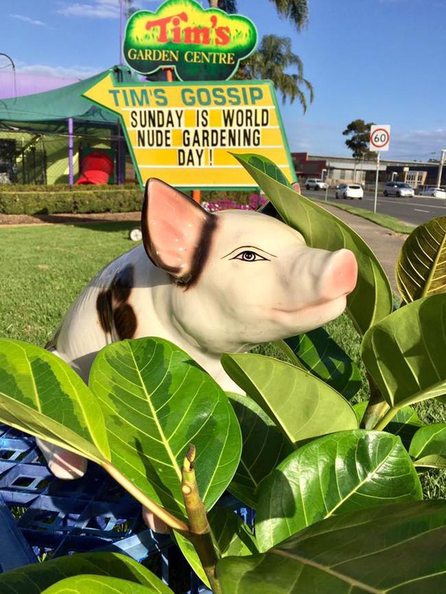 Pig is hoping for a sunny day on World Nude Gardening Day, which is on Saturday, not Sunday. Confusion was caused over whether it falls on a Saturday or Sunday around the world.