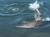 Watch: Dying shark’s last laps as dead sea horror movie rolls on