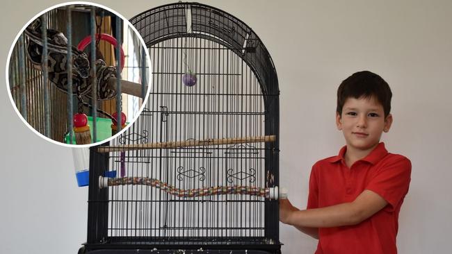 Maximus Jozeljic had his budgie Sybil eaten by a carpet python at his home in Frenchville.