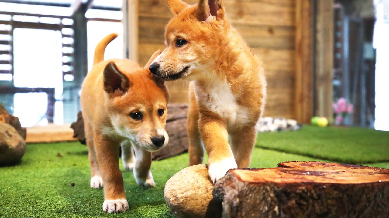 Two dingo pups at play. Picture Glenn Hampson