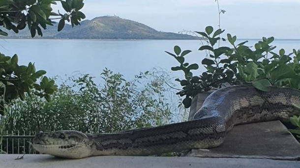 The moment Townsville woman Kirsty Wood spotted a magnificent carpet python at Jezzine Barracks. Picture: Kirsty Wood