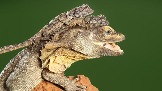 Frilled-neck lizards at Reptile Encounters. Picture: Alex Coppel.