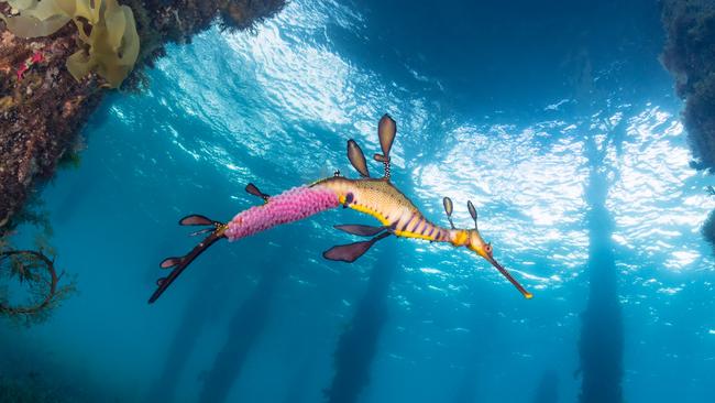 The weedy sea dragon lives under Flinders pier and lays its eggs among the pylons. Photo: Sam Glenn-Smith.