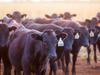 AACo profit soars as people pay more for beef, farms