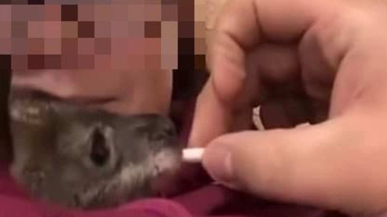 A young Launceston woman is understood to have had care of an orphaned joey for up to one month. Social media video captured a friend of hers giving the animal a cigarette. Picture: Supplied