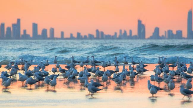 A square deal roast dinner and the million dollar view from Rainbow Bay Surf Life Saving Club. Picture: David FitzGerald.