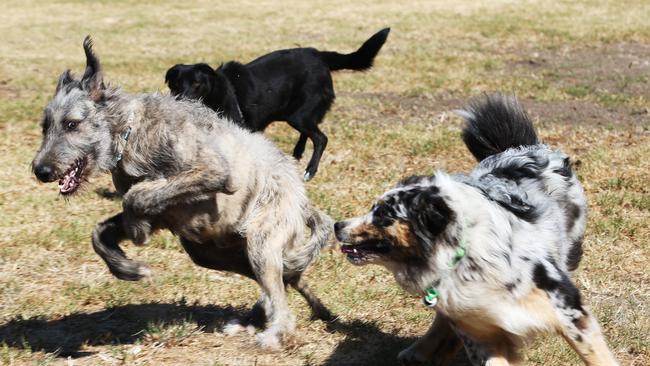 Dog owners in Lalor can take their pets to an off-lead area at the Whittlesea Public Gardens. Picture: Mark Wilson