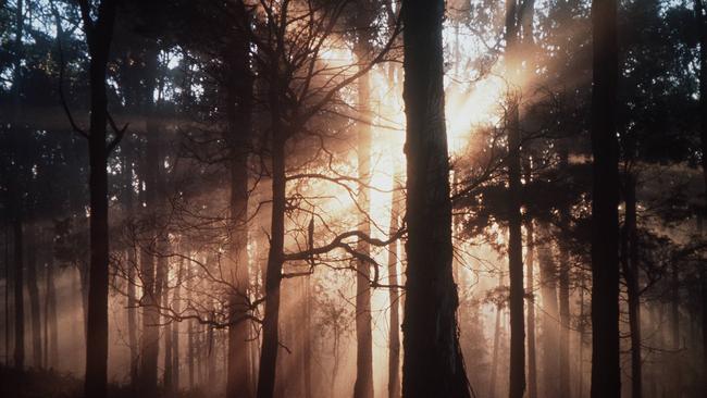 Morning sun cuts through the mist in the Dandenong Ranges National Park, where Penelope Pratt’s body was dumped.