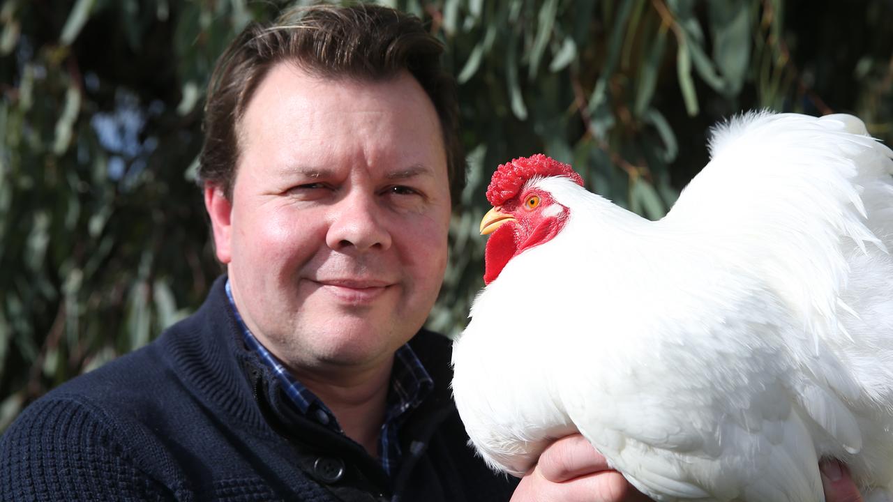 Geelong Poultry Show: Wyandotte Bantam beats 500 birds | Geelong Advertiser