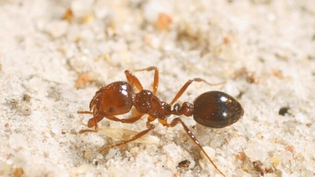 image shows example of a red imported fire ant