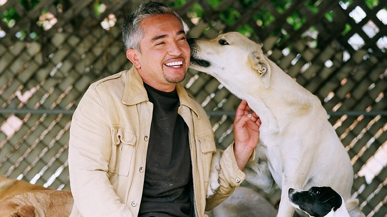 Cesar Millan, 'Dog Whisperer', under investigation for animal cru...