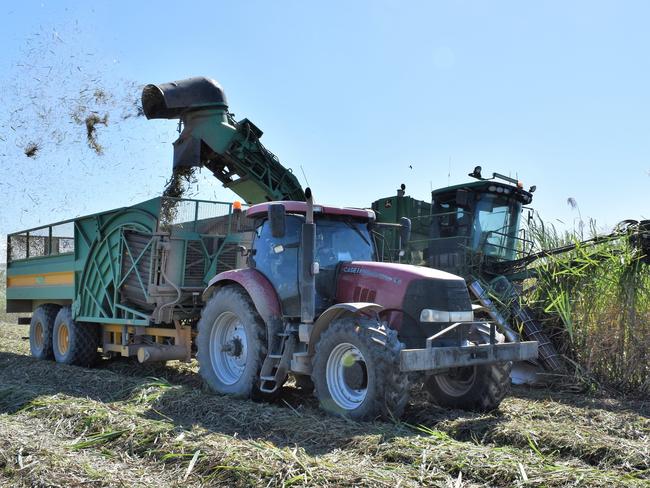 sugar cane farm being harvested on the farm of Canegrowers Herbert River chairman Michael Pisano this morning. Picture: CAMERON BATES