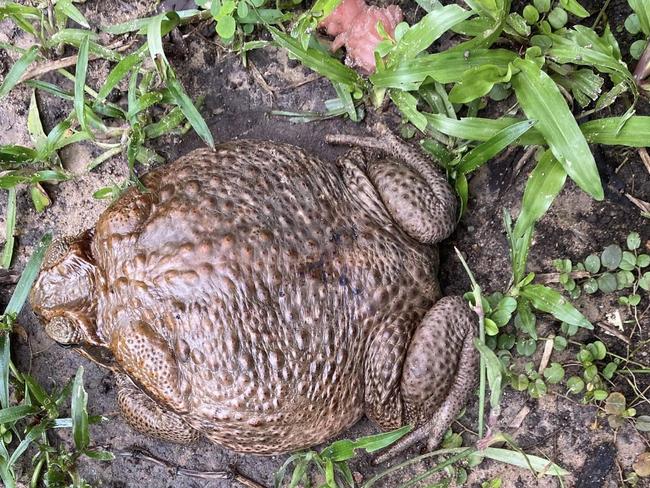 Virginia resident Claudee Rowe found this "toadally disgusting" cane toad under her trampoline. She estimated it's the size of a serving plate. Picture: Claudee Rowe