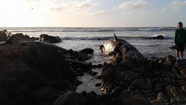 At least 14 young male sperm whales have died after a mass stranding on King Island. Photo: Sarah Baldock