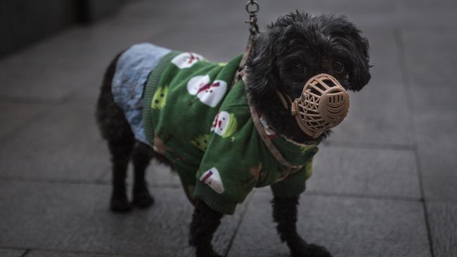 A dog wears a mask in Wuhan. Picture: Getty Images.