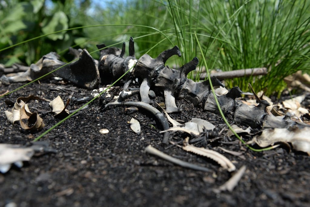 GRAVEYARD: The remains of a dead greyhound in the Vera Scarth-Johnson Wildflower Reserve near Coonarr Beach. Photo: Mike Knott / NewsMail. Picture: Mike Knott