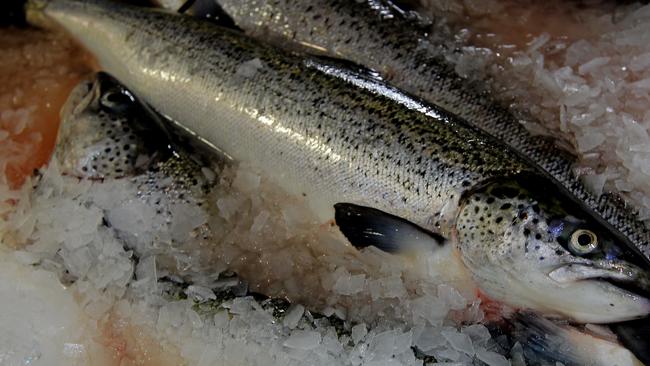 An Atlantic Salmon at the Huon Aquaculture Parramatta Creek factory.