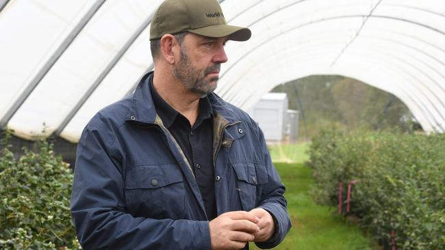 CEO of World Vision Daniel Wordsworth at Mountain Blue Farms Lindendale. Picture Cath Piltz