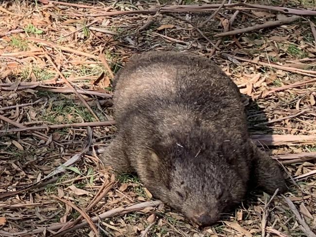 One of the dead wombats found on the road in Pastoria, 30km east of Kyneton.