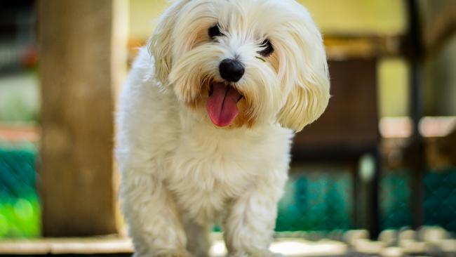 A Maltese Shih tzu like the one which triggered little Matty to attack his owner. Picture: File