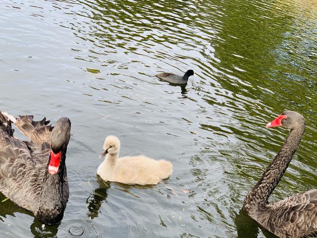 The proud parents with the first cygnet to hatch this season. Image courtesy of Roshnee Cheney