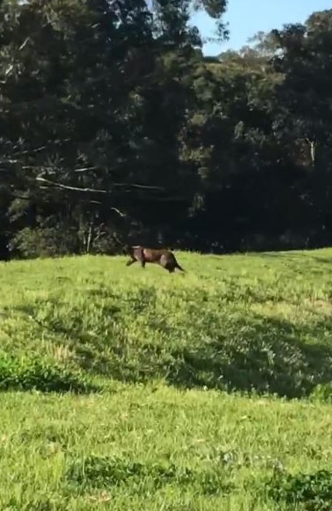 The big cat walks across the grass in Wahroonga. Picture: Alec McDonald