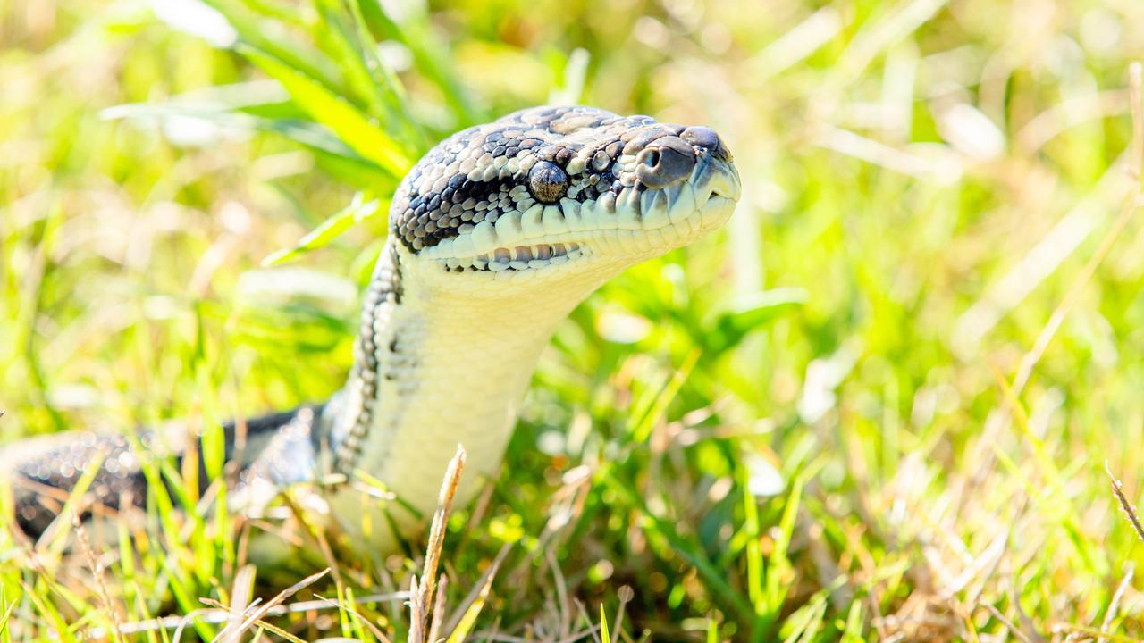 A snake python relocated at Berrinba. Picture: AAP Image/Richard Walker