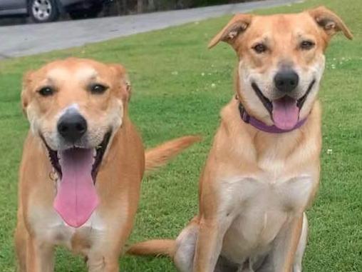 Rachel McCormack saw Baz’s heroic story on DARE’s Facebook page and thought she was looking at her own dog, Nola, except, she was a girl and was lying at her feet. A microchip check confirmed Nola (left) and Baz (right) were siblings. Picture: Lacey family