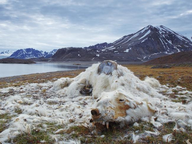 1st Place-Environmental Issues Life and Death CREDIT: Vadim Balakin/2016 National Geographic Nature Photographer of the Year These polar bear remains have been discovered at one of the islands of northern Svalbard, Norway. We do not know whether the bear died from starving or aging, but more likely if we see the good teeth status, it was from starving. They say nowadays that such remains are found very often, as global warming and the ice situation influence the polar bear population.