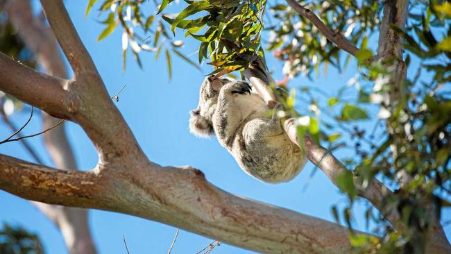 AT RISK: Environmentalists are calling for the immediate halt to logging operations to protect koalas. Picture: Trevor Veale