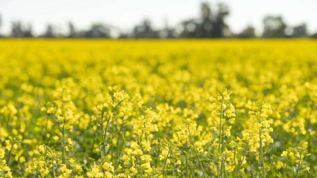 Australia is on track to produce one of its biggest canola crops.