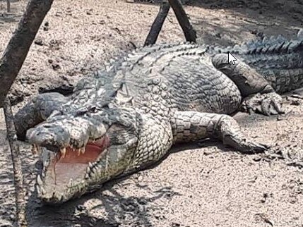$2800 in fines for seven ‘foolish’ croc feeders dangling chickens