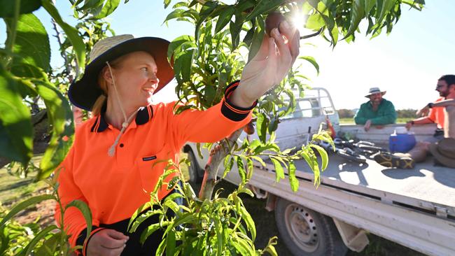 Horticulture growers say the looming worker shortage is starting to bite and Aussies are unlikely to take on the jobs. Picture: Lyndon Mechielsen / File