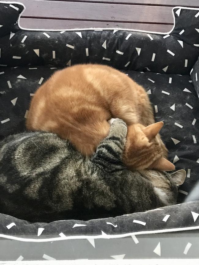 SOCKS AND MILO: Socks (ginger) and Milo (tabby) are seven-year-old cats who were rescued from the RSPCA as kittens. Every morning they’re found snuggling like the cuddly kitties they are.