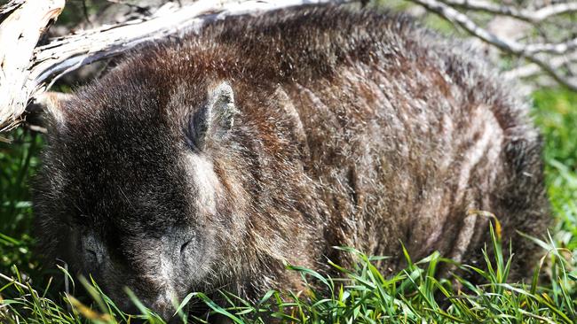 A wombat with sarcoptic mange and that is believed to be deaf and blind seeks shelter in the afternoon sun at Kelso.