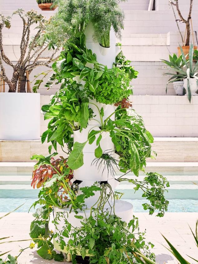 Siblings Prue and Tom Bauer with their Airgarden system for growing veggies