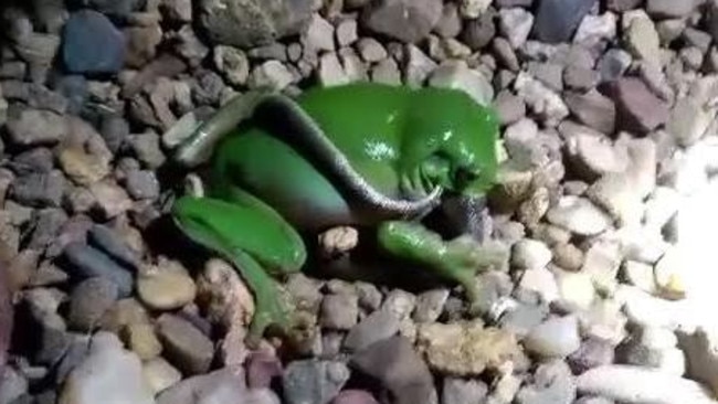 A green tree frog eats a snake. Picture: Supplied