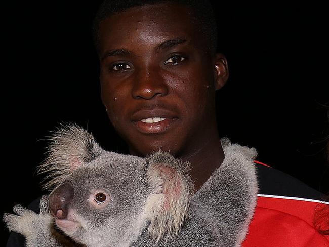 PICS MARC ROBERTSON - Liverpool playersKolo Toure, Mamadou Sakho and Sheyi Ojo with Mal Maninga and also with Koala Bears. PICS MARC ROBERTSON