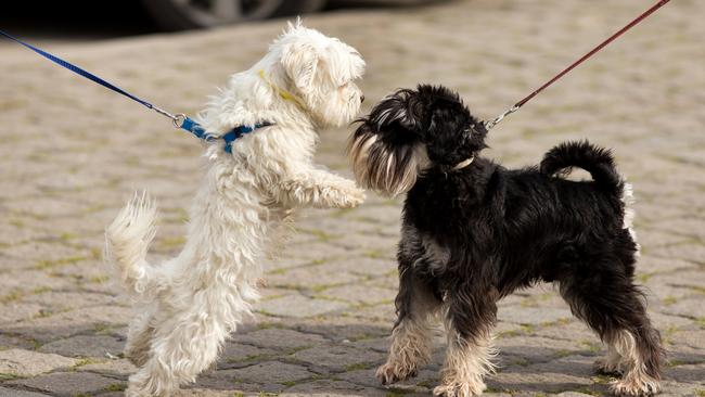 Dogs bring people closer together. And if you’re single and looking for love, that’s a good thing. (Pic: Getty)