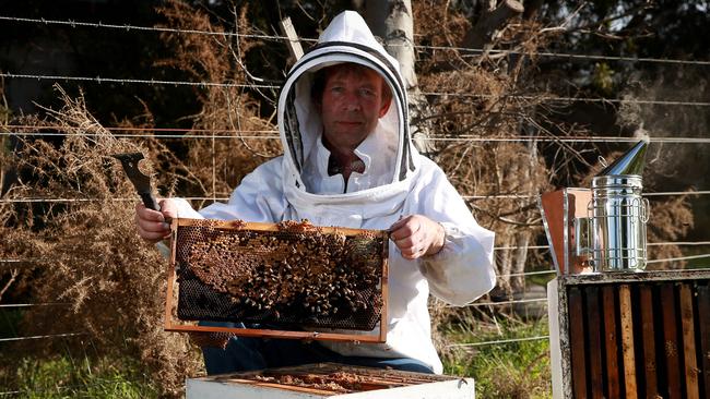 Gippsland apiarist calls meeting to stop honey bee disease | The Weekly ...