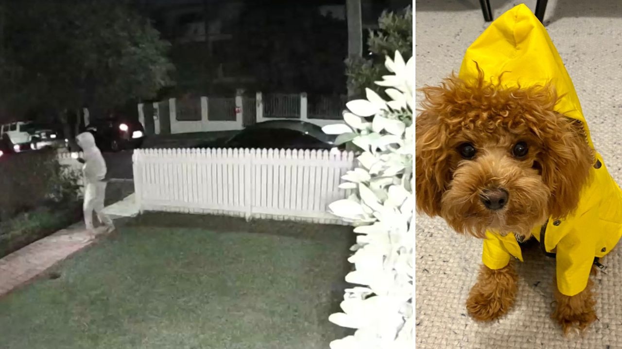 WATCH: Hero cavoodle scares off crims trying to break into home