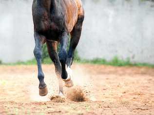 SAD LOSS: Two horses which managed to get loose have died in a collision with a vehicle at Ironpot this evening. Picture: olgaIT