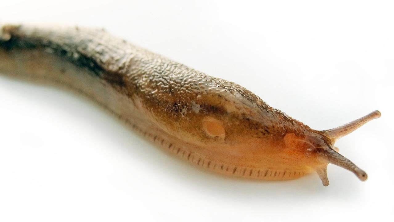 A slug was allegedly imported from elsewhere and planted at the food business. Picture: Supplied